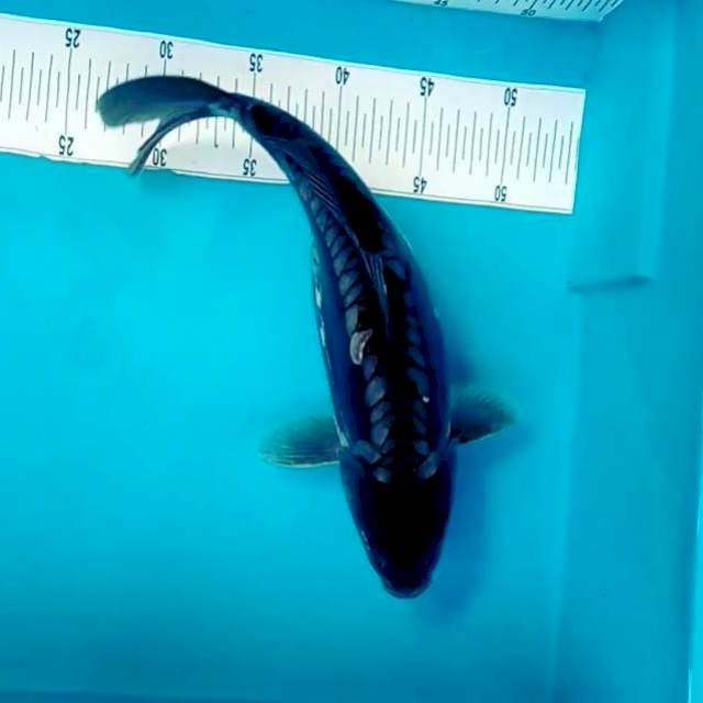 I. Black Demon || 40 cm