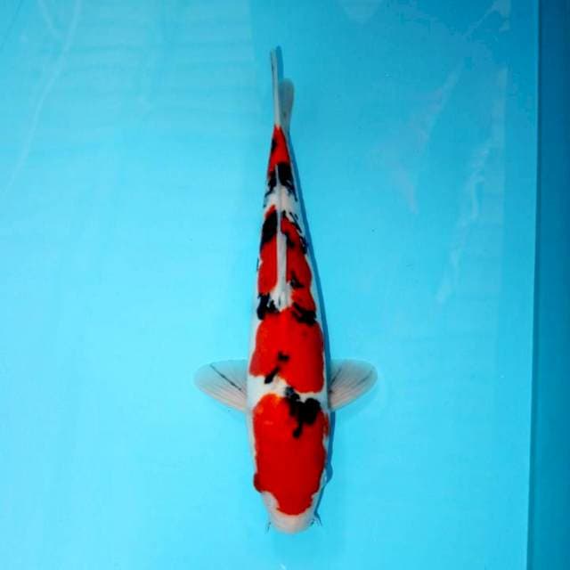 Sanke 34 cm