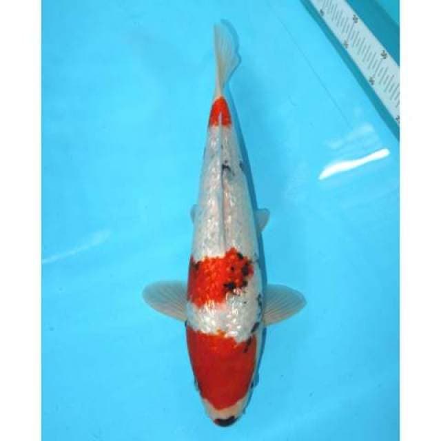 Showa Ginrin 35 cm