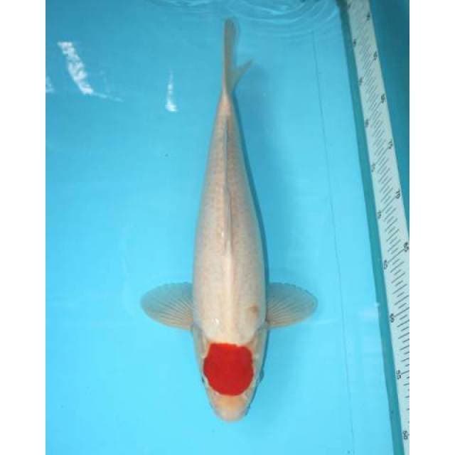 Tancho 38 cm