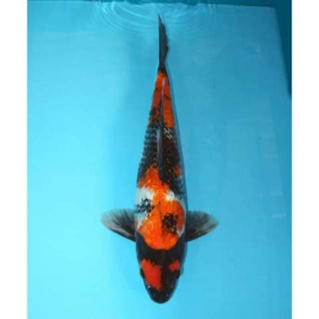 Showa Ginrin 41 cm