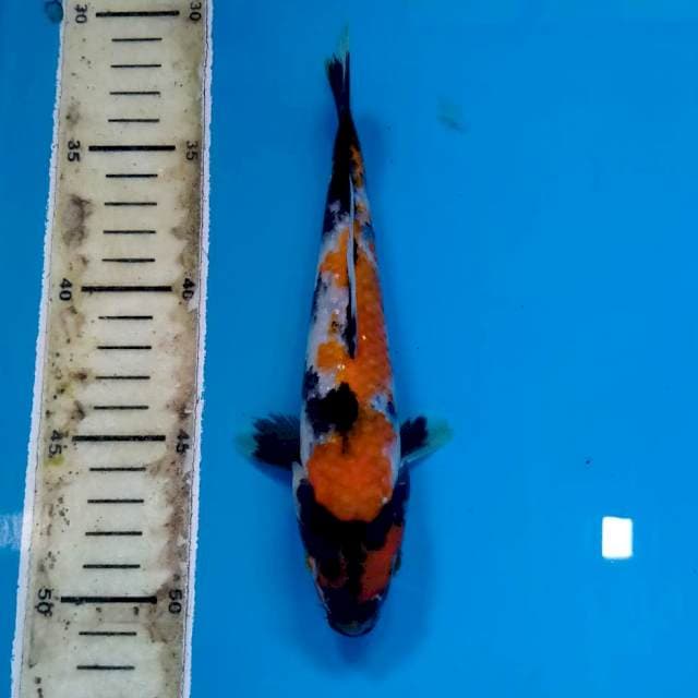 Showa 21cm
