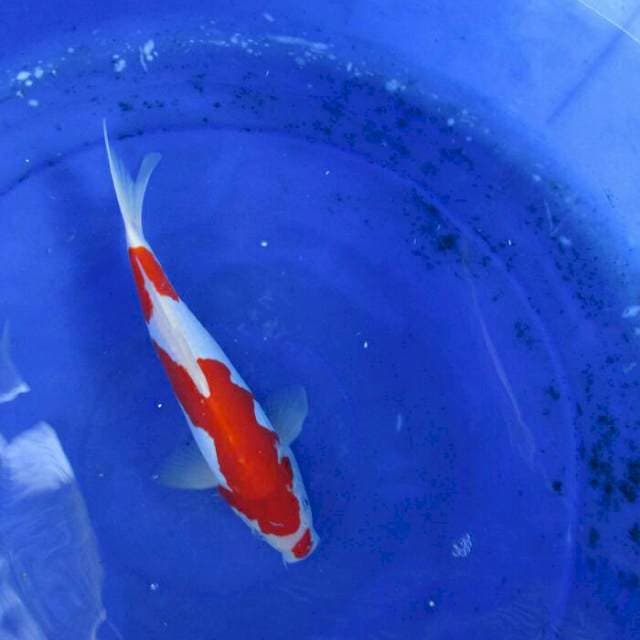 Kohaku doitsu murni ±28cm