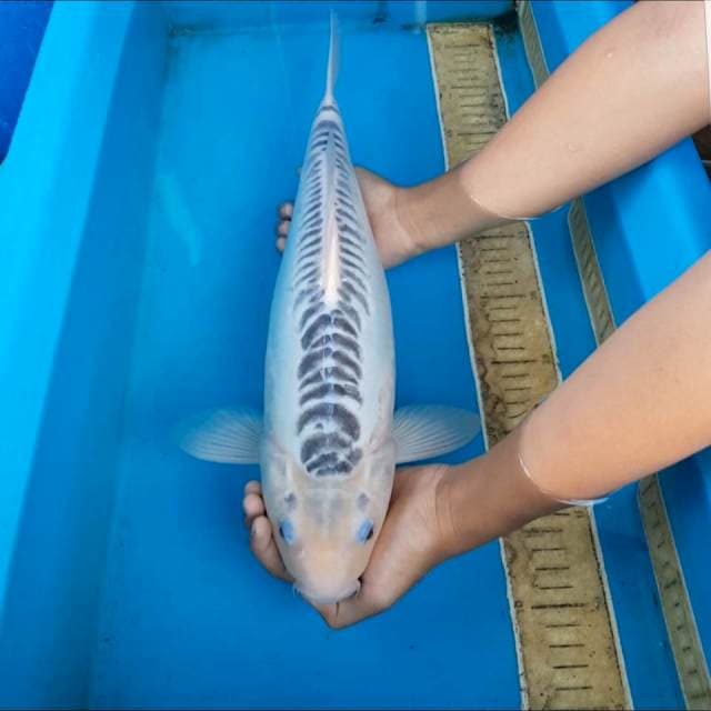 Shusui f1 size 40 cm