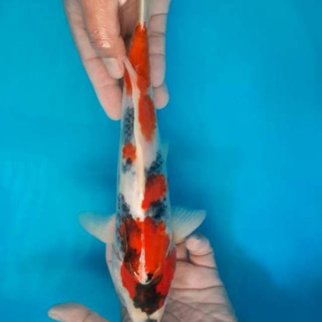 JANTAN SHOWA TETHEGOI 35 cm