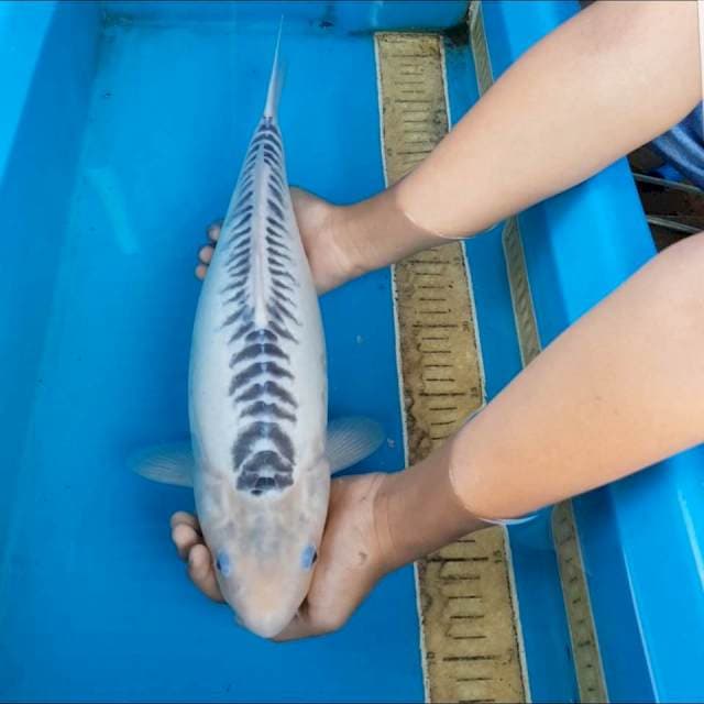 Shusui 40cm f1