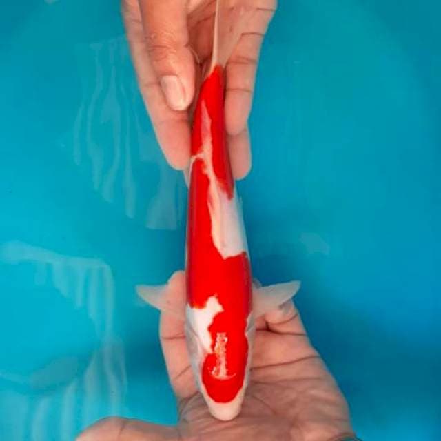 NAZUMA JANTAN KOHAKU