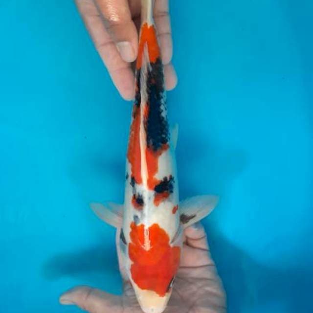 SHOWA TATHEGOI 35 CM