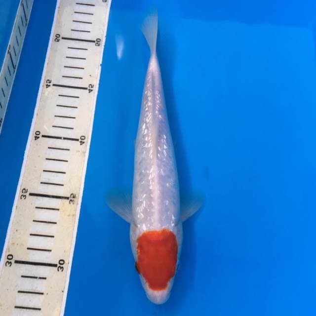 tancho ginrin 25cm