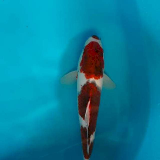 KUCHIBENI GOROMO