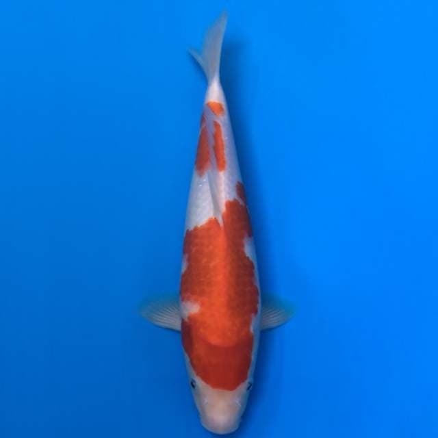 kohaku HQ