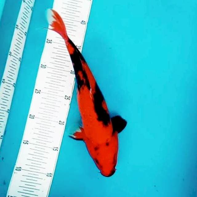 VI. Hi Showa || 35 cm