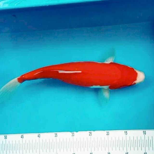 VIII. Kohaku Doitsu || 42 cm