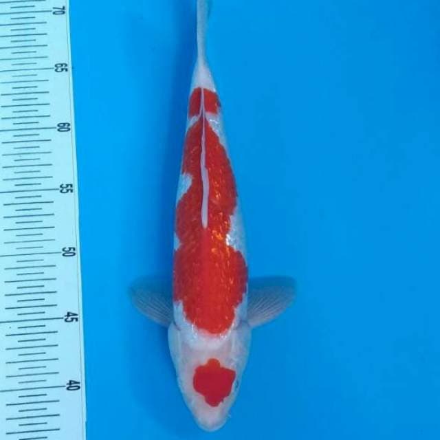 Kohaku maruten 31cm