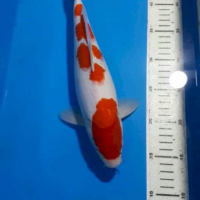 KOHAKU 35 CM