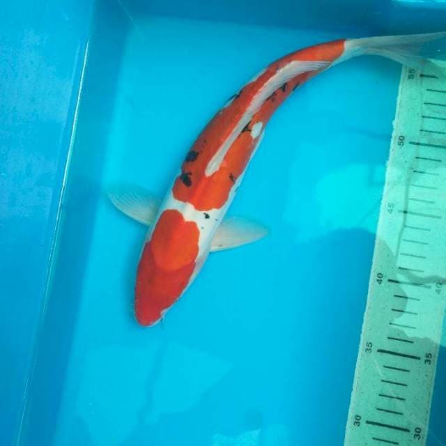Sanke Doitsu 31cm