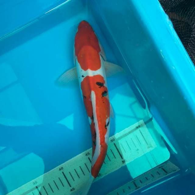 Sanke Doitsu 31cm