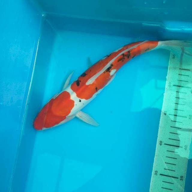Sanke Doitsu 31cm