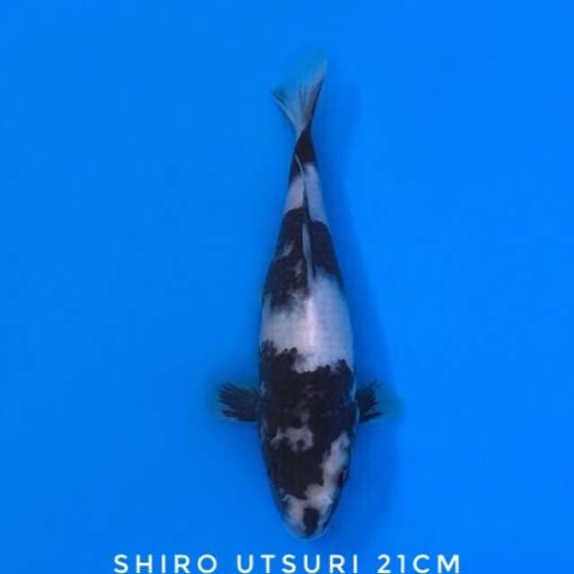 shiro HQ 21cm