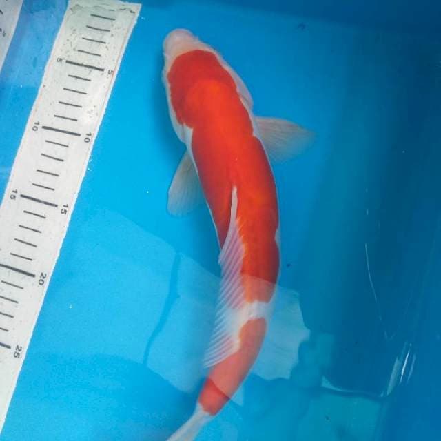 Kohaku Doitsu 32cm