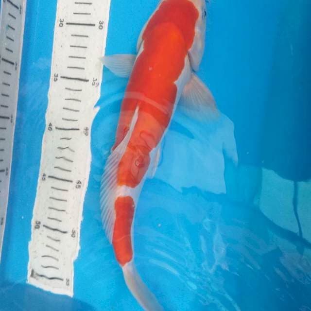 Kohaku Doitsu 32cm