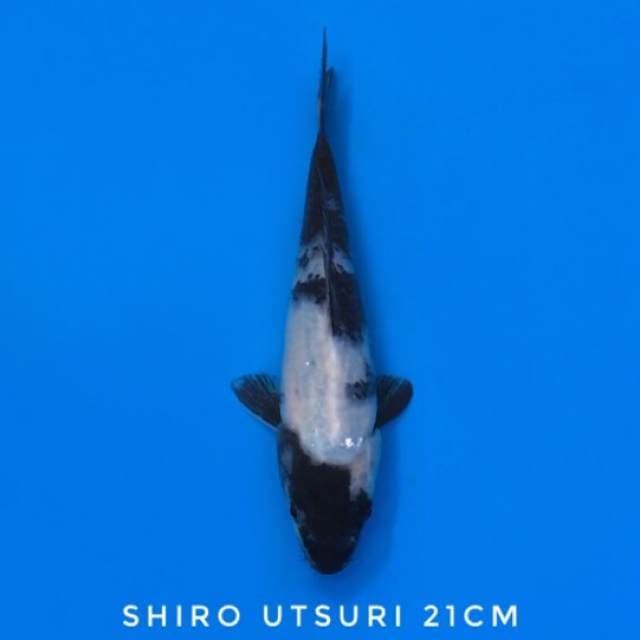 shiro HQ 21cm
