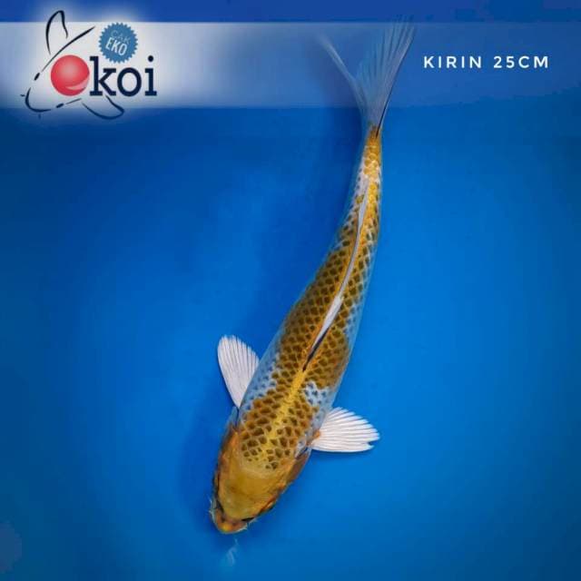 Kirin F1 25cm