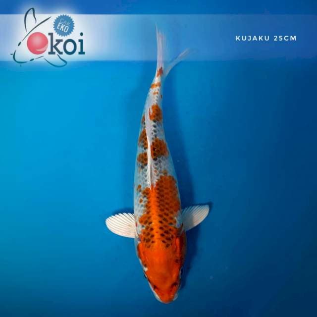 Kujaku F1 25cm