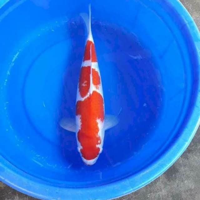 47-F1 KOHAKU