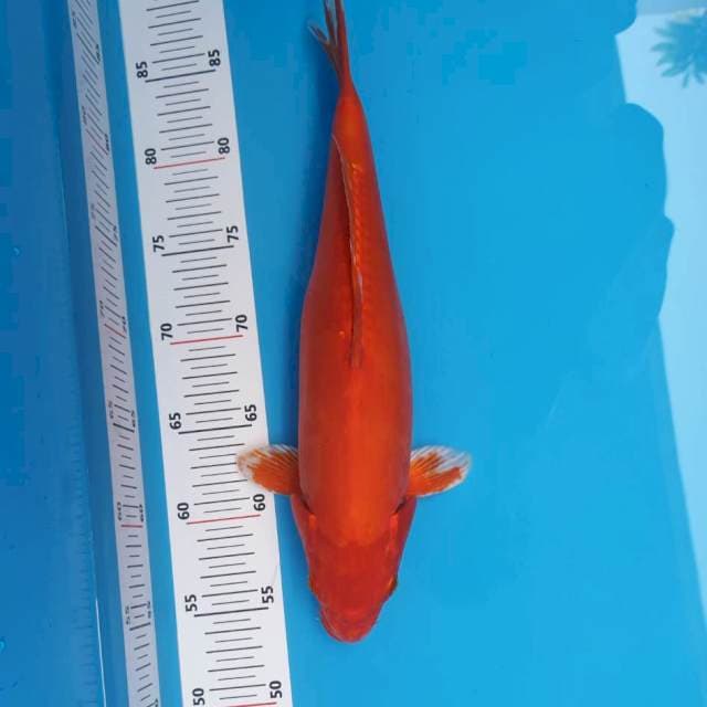 BENIGOI DOITSU RED 33 CM