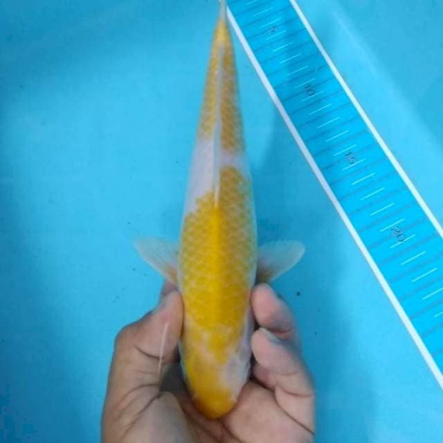 Hariwake