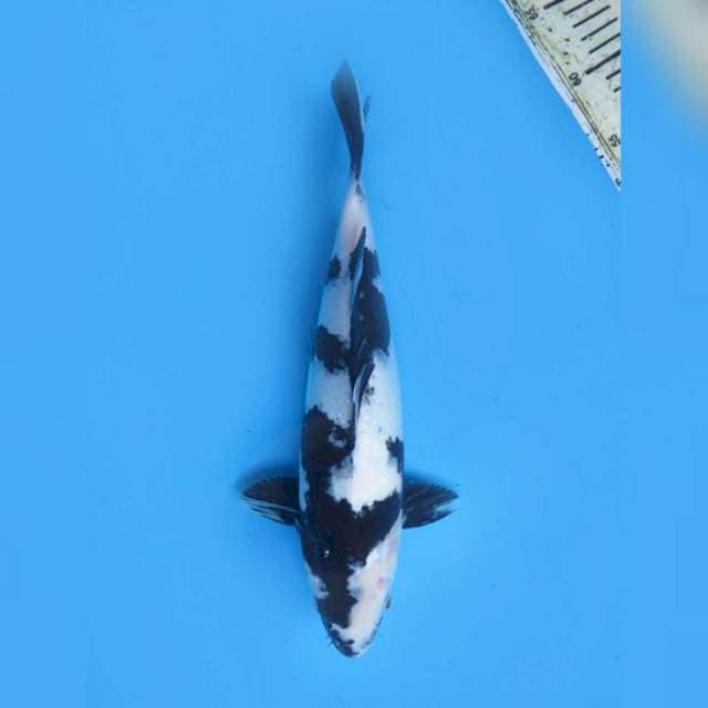 Shiro Utsuri SQ , 34cm