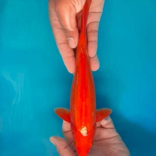 Beni goi