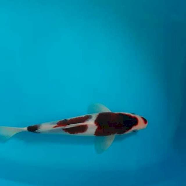KUCHIBENI GOROMO