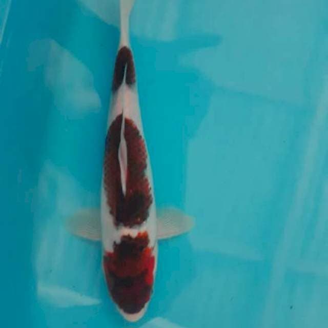 SETEP 3 GOROMO