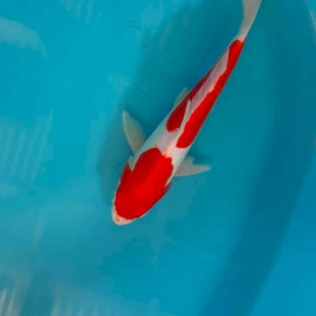 Kohaku