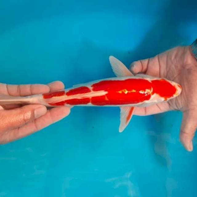 KOHAKU JANTAN