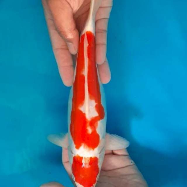 MARUTEN KOHAKU