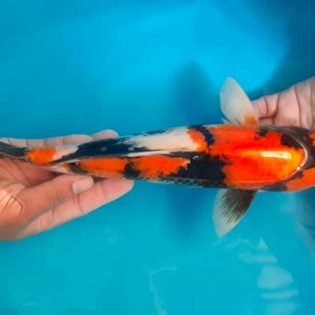37 CM JANTAN