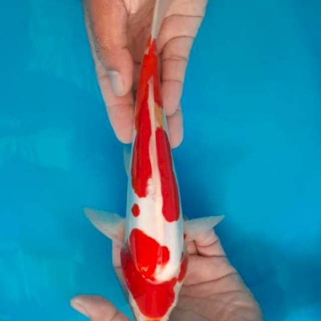 Kohaku