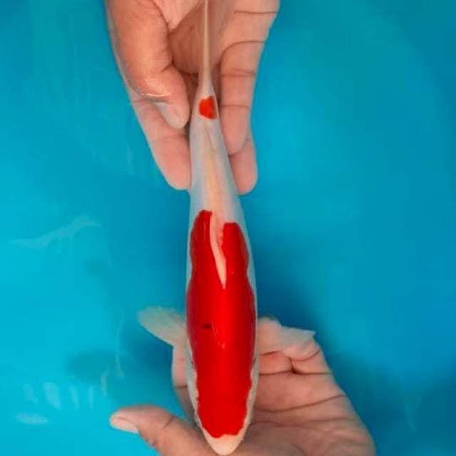 NINDAN KOHAKU