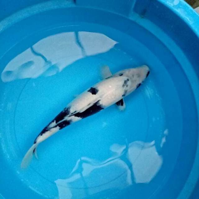 TATEGOI FEMALE 40 CM