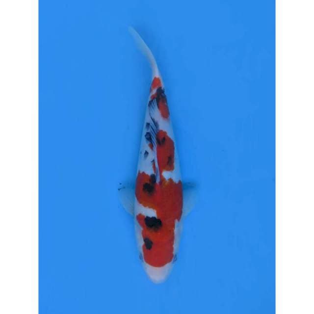 Sanke Pola Bagus da Halus , 25cm