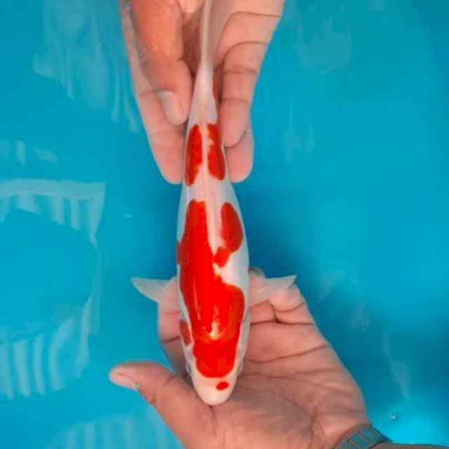 NINDAN KOHAKU MULUS