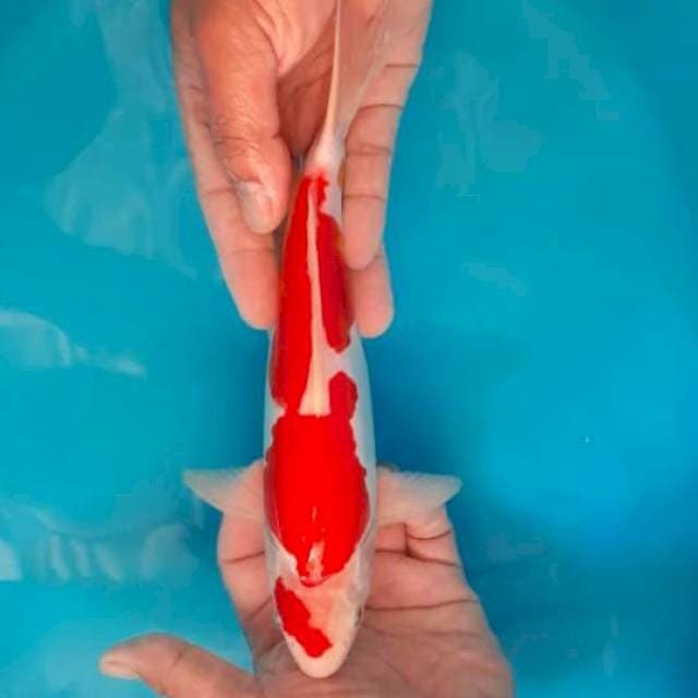 KOHAKU MULUS