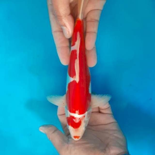 Kohaku