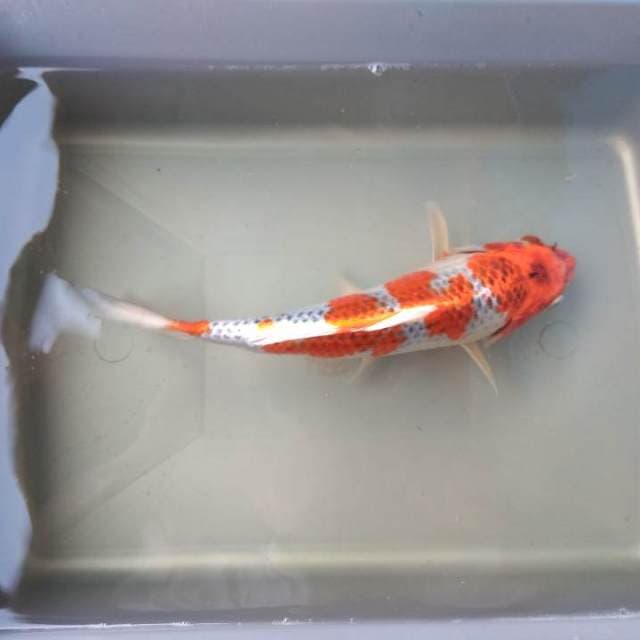Kujaku