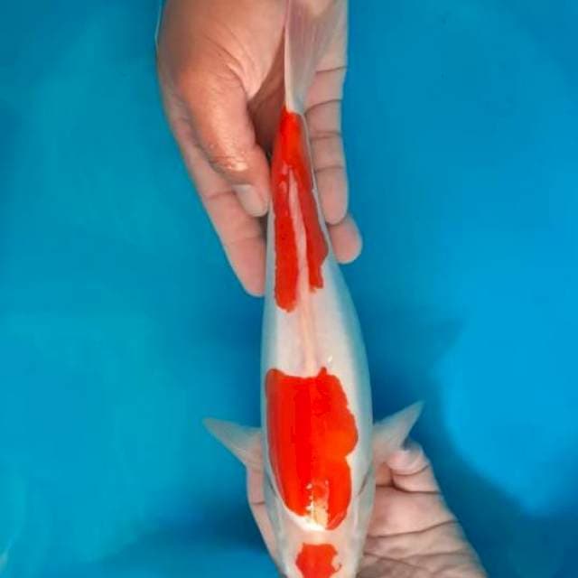 Kohaku