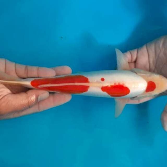 Kohaku