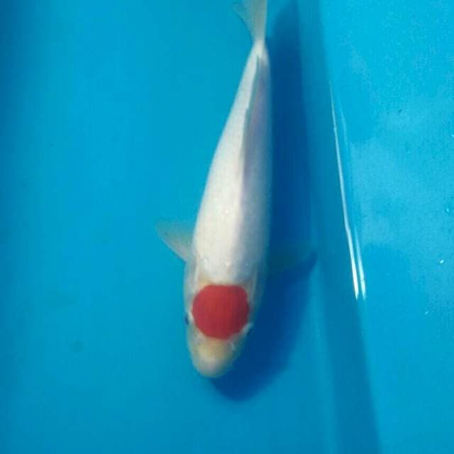 Tancho 25 cm